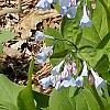 Mertensia virginica, habit