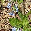 Mertensia virginica, habit