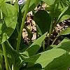 Mertensia virginica, habit