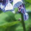 Mertensia virginica, flowers