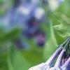 Mertensia virginica, flowers