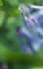 Mertensia virginica, flowers