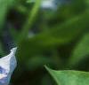 Mertensia virginica, flowers