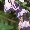 Mertensia virginica, flowers
