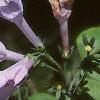 Mertensia virginica, flowers
