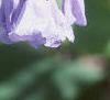 Mertensia virginica, flowers