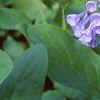 Mertensia virginica, flowers