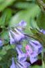 Mertensia virginica, flowers
