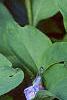 Mertensia virginica, flowers