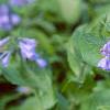 Mertensia virginica, flowers