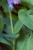 Mertensia virginica, flowers