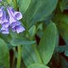 Mertensia virginica, flowers