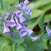Mertensia virginica, flowers