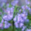 Mertensia virginica, flowers