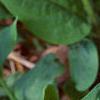 Mertensia virginica, flowers
