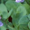 Mertensia virginica, flowers