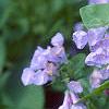 Mertensia virginica, flowers