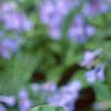 Mertensia virginica, flowers