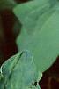 Mertensia virginica, flowers