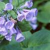 Mertensia virginica, flowers