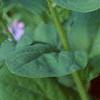 Mertensia virginica, flowers