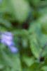 Mertensia virginica, flowers