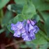 Mertensia virginica, flowers