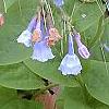 Mertensia virginica, flowers