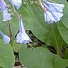 Mertensia virginica, flowers