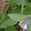 Mertensia virginica, flowers