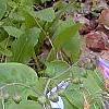 Mertensia virginica, flowers