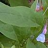 Mertensia virginica, flowers