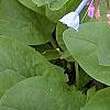 Mertensia virginica, flowers