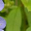 Omphalodes cappadocica 'Lilac Mist', flowers