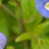 Omphalodes cappadocica 'Lilac Mist', flowers