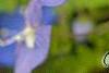 Omphalodes cappadocica 'Lilac Mist', flowers