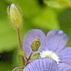 Omphalodes cappadocica 'Lilac Mist', flowers