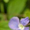 Omphalodes cappadocica 'Lilac Mist', flowers