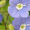 Omphalodes cappadocica 'Lilac Mist', flowers