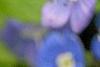Omphalodes cappadocica 'Lilac Mist', flowers