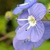 Omphalodes cappadocica 'Lilac Mist', flowers