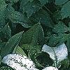 Pulmonaria longifolia 'Majeste', habit