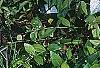 Pulmonaria longifolia 'Majeste', habit