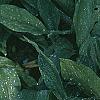 Pulmonaria longifolia 'Majeste', habit