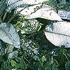 Pulmonaria longifolia 'Majeste', habit