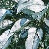 Pulmonaria longifolia 'Majeste', habit