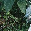 Pulmonaria longifolia 'Majeste', habit