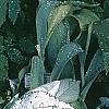 Pulmonaria longifolia 'Majeste', habit