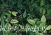 Pulmonaria longifolia 'Majeste', habit