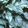 Pulmonaria longifolia 'Majeste', habit